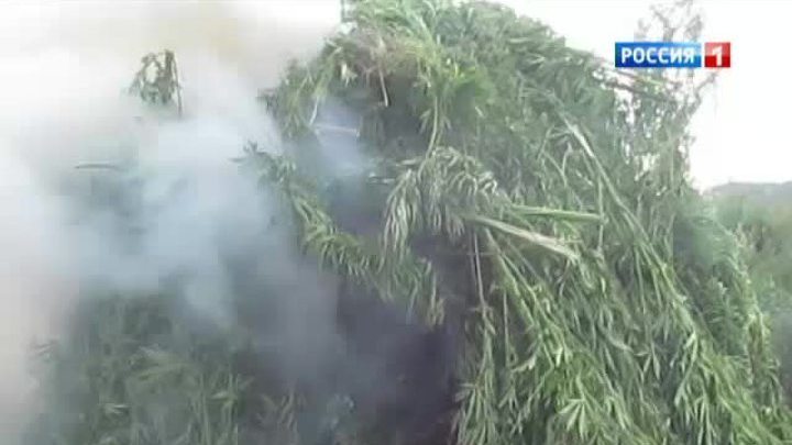 В Подмосковье сожгли 16 тонн конопли