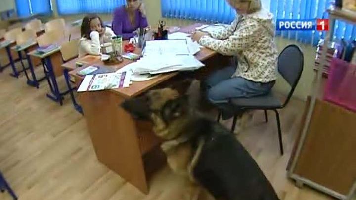 В столичные школы с проверкой нагрянули кинологи