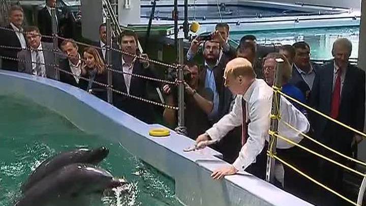 За танец перед Путиным дельфины получили рыбу