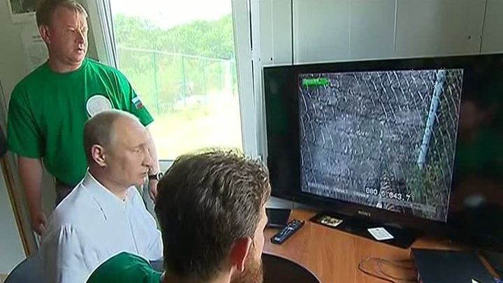 Путин понаблюдал за тиграми в Центре реабилитации редких животных