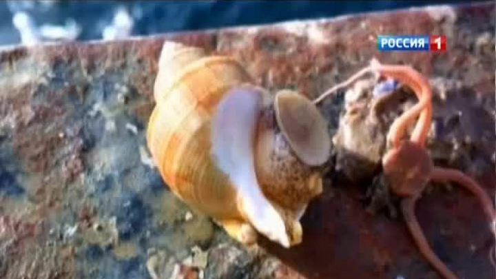 В Охотском море арестованы два судна-браконьера