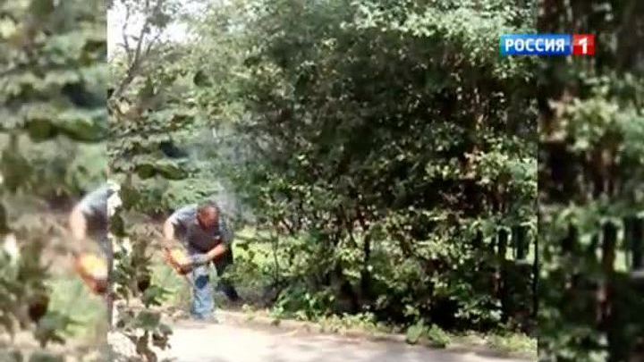 Директор лицея арестован за вырубку деревьев
