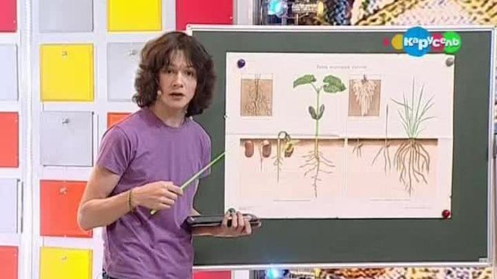 Зачем растениям корни