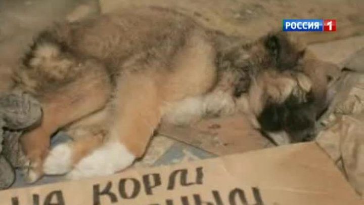 Жестокость под маской доброты
