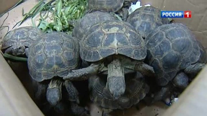 В Новосибирске ищут убийц редких черепах