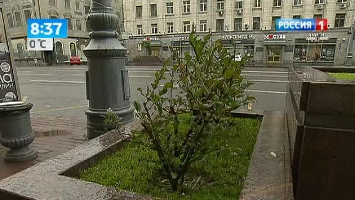 Вести-Москва. Деревья