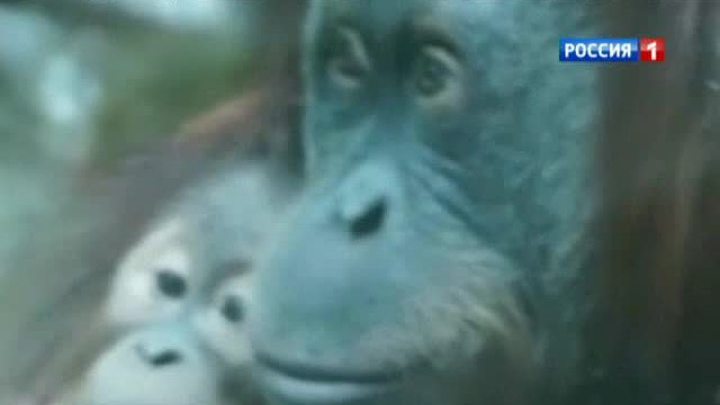 В семье столичных горилл родился третий ребенок