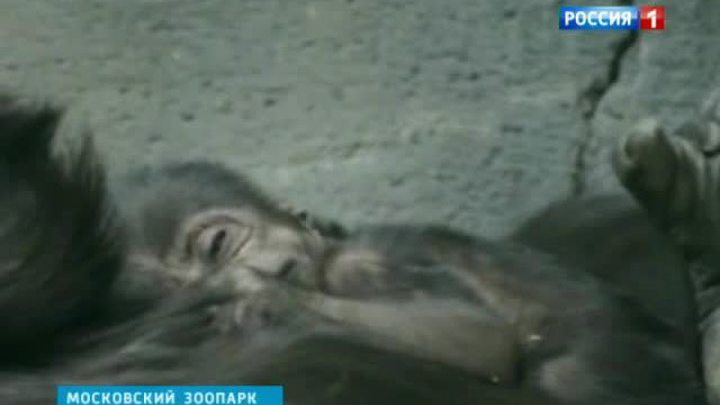 детеныш гориллы