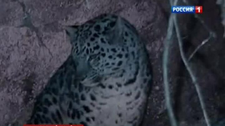 Самую редкую кошку впервые сняли с котенком