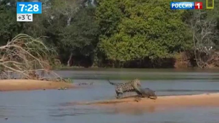 Крокодил стал жертвой ягуара. Видео