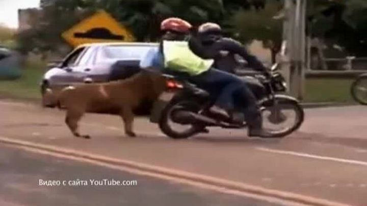 Животные против автомобилистов: дорожные разборки
