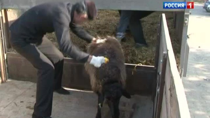 В мечетях России прошли праздничные молитвы