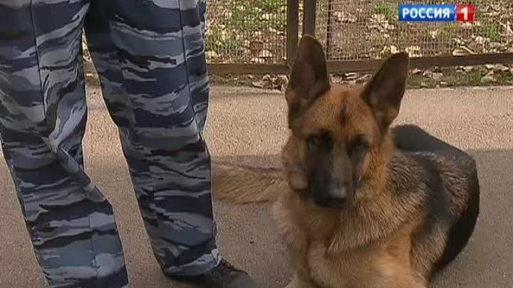 Служба собак и опасна, и трудна