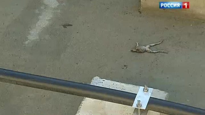Сточные воды превратили местность в болото