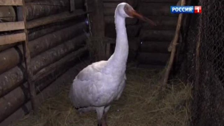 Тот самый стерх: белый журавль полетит в столицу на самолете