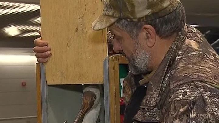 Стерха Путина могут оставить на размножение