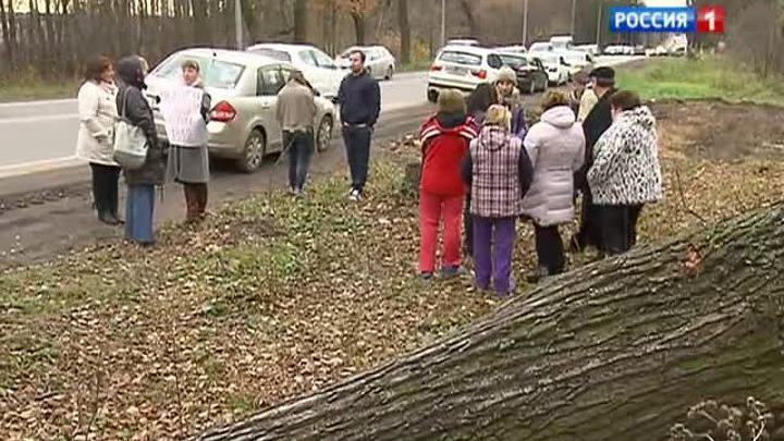 Старые липы пошли под топор
