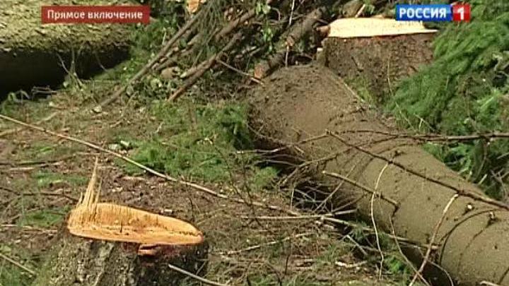Генпрокуратура обсудила злоупотребления в лесной сфере