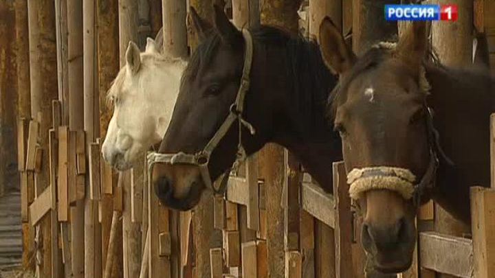Из Кузьминок выселили конно-спортивную школу