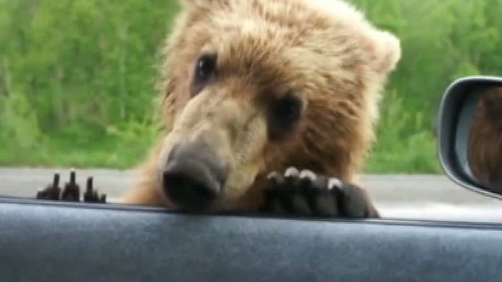 Камчатские медведи ввели комендантский час