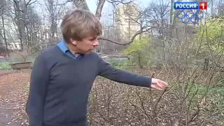Настал самый теплый день ноября за историю метеонаблюдений