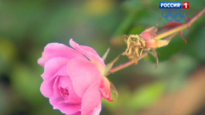 Погодные аномалии ставят в тупик автомобилистов, уток и голодных медведей