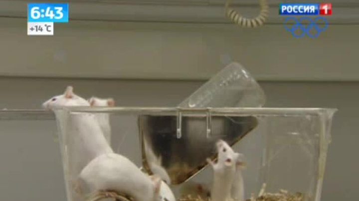 Бельгийские микробиологи открыли секрет безупречной фигуры