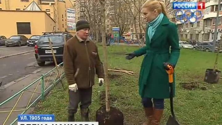 Вести-Москва. Деревья