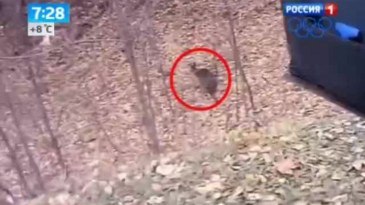 В саратовских лесах завелись черные кенгуру