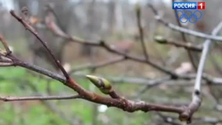В Ботаническом саду на деревьях появились почки