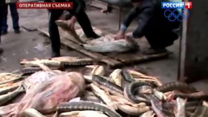 Полиция изъяла у браконьеров полтонны осетра