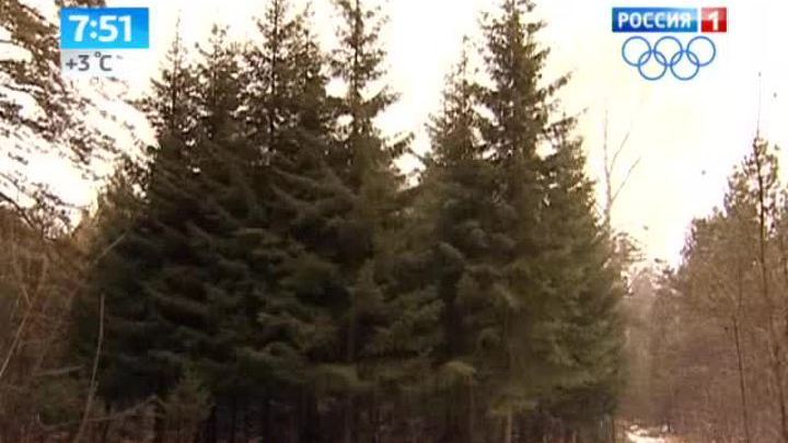 Утро России. Ели
