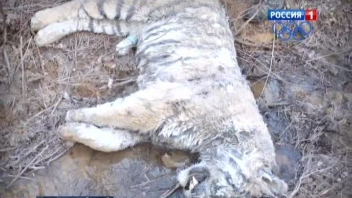 В Приморье убит амурский тигр
