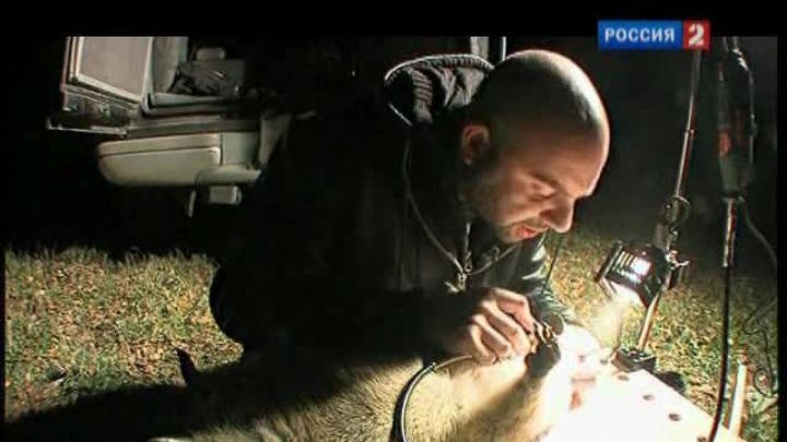 Самые опасные животные. Ночь сурка