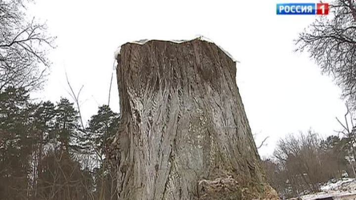 Липа Чехова