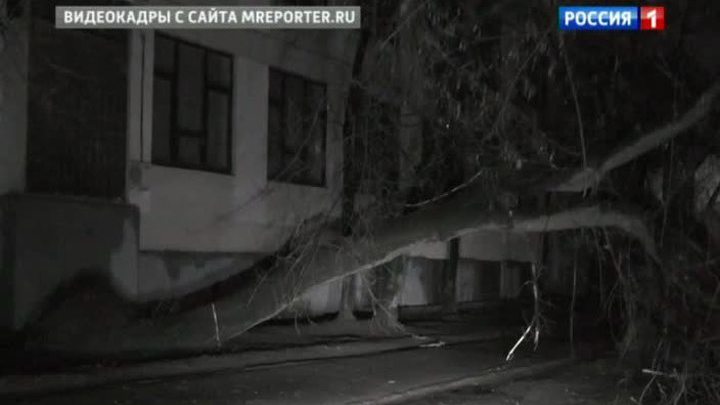 Москва упало дерево