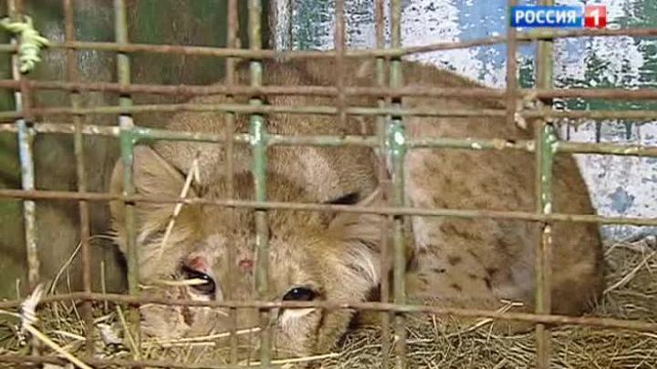 Лев прибыл в столицу зайцем
