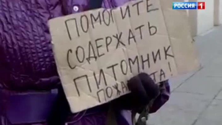 Депутаты просят проверить попрошаек с животными