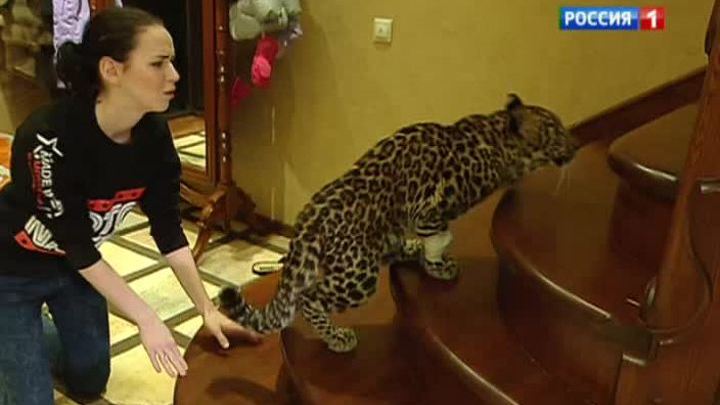Клеопатра идет на поправку: леопарда ставят на лапы