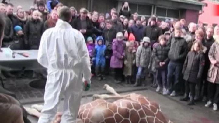 В датском зоопарке жирафа застрелили и скормили львам на глазах у публики