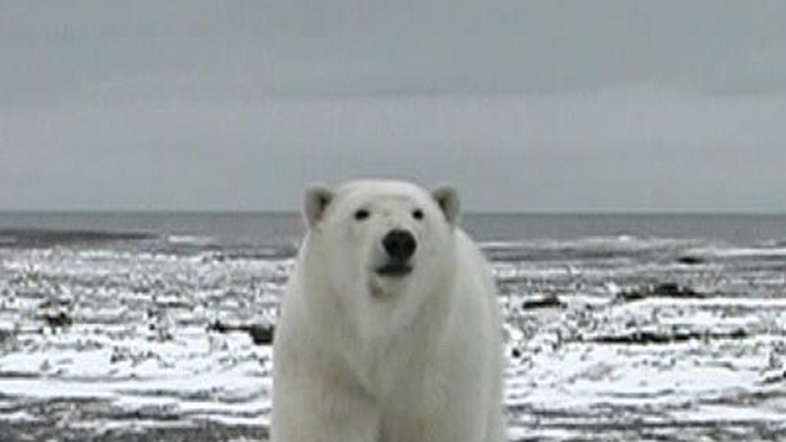 Самые опасные животные. Царь севера