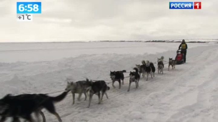 Собачьи упряжки 