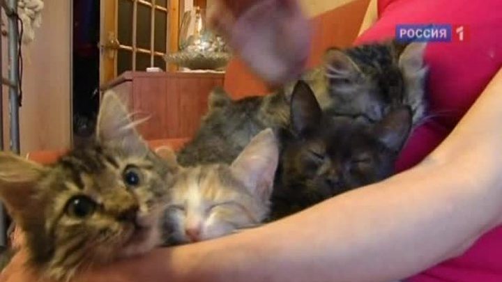 Вся Россия. Кошкин дом