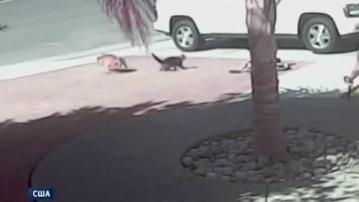 кошка