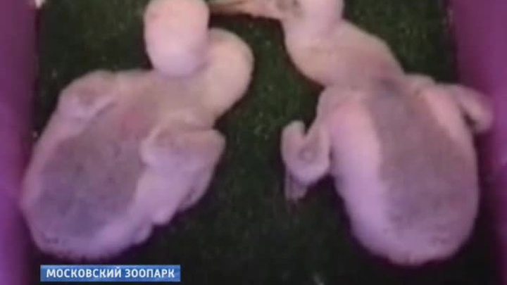 В зоопарке Москвы сурки и черные аисты принесли потомство