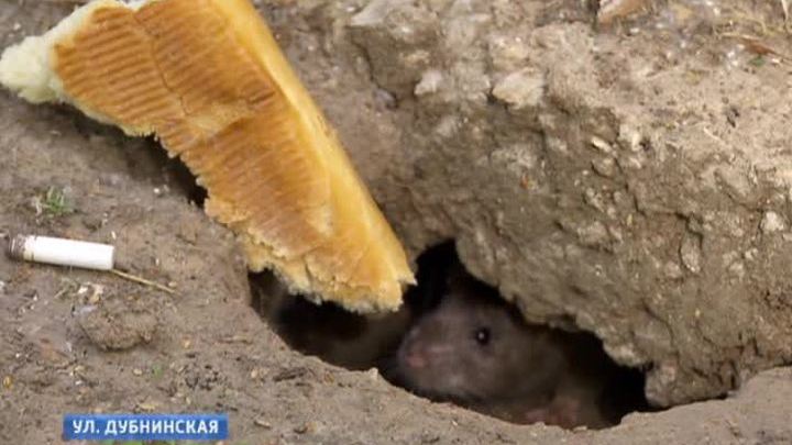 Восточное Дегунино превратилось в крысиное царство