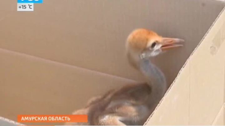 Птицы