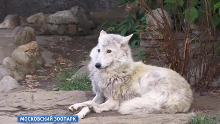 Московский зоопарк открывает тайны ночной жизни