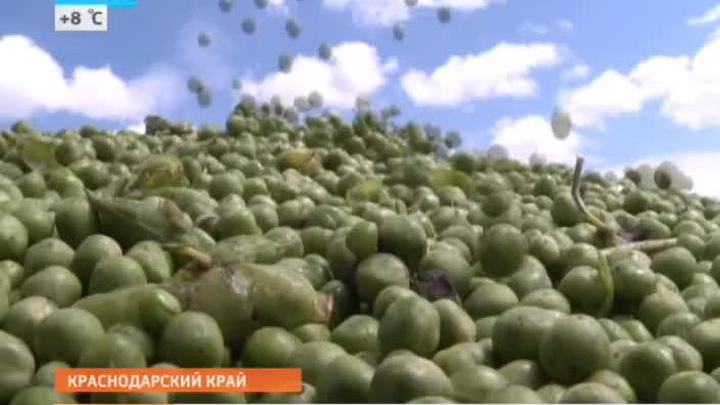 Зеленый горох