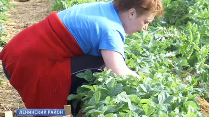 Добровольцы едут в совхоз имени Ленина "на клубнику"